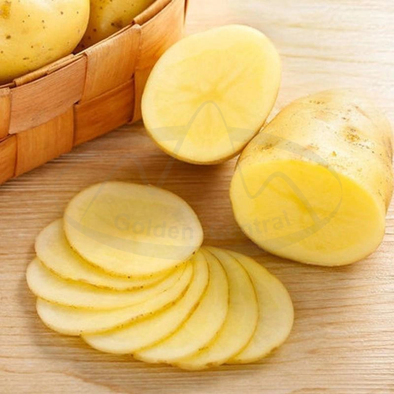 Popular Vegetable Fresh Holland Potato