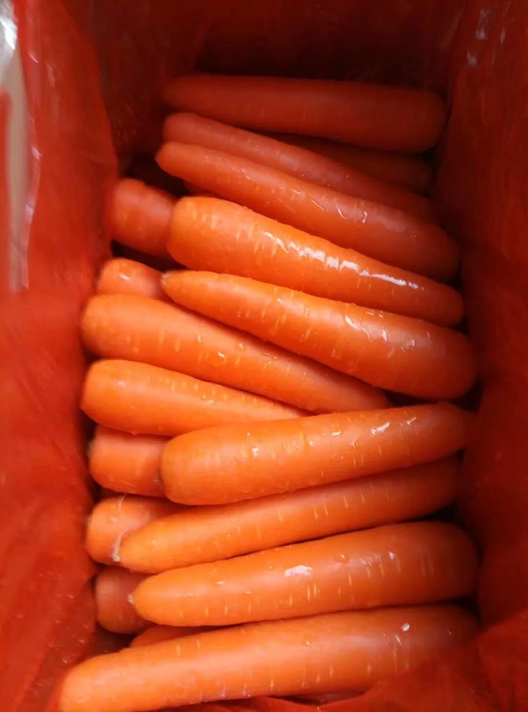 Fresh Carrot to Middle East