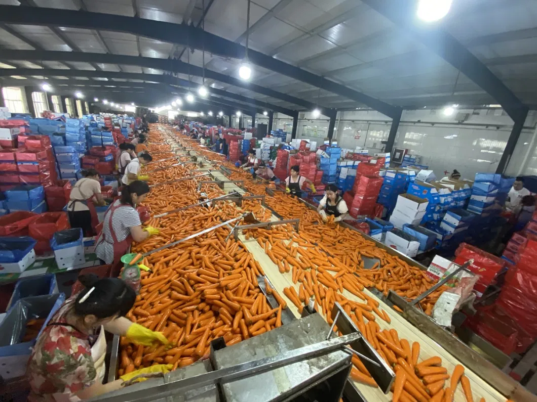 Fresh Organic High Quality in Carton S M L Fresh Carrot