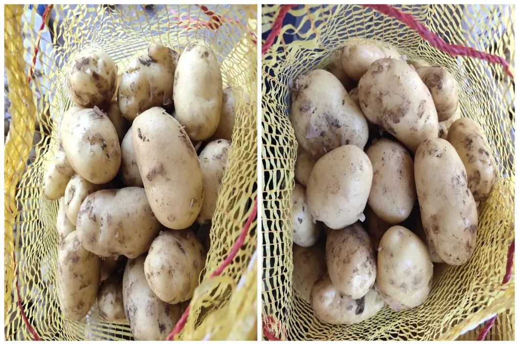 New Crop Good Quality Fresh Holland Potato