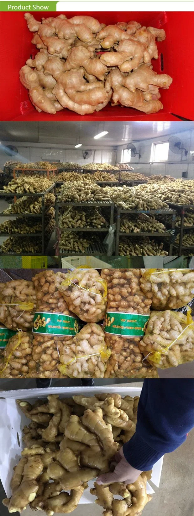 Top Quality Frozen Peeled Ginger with Good Price