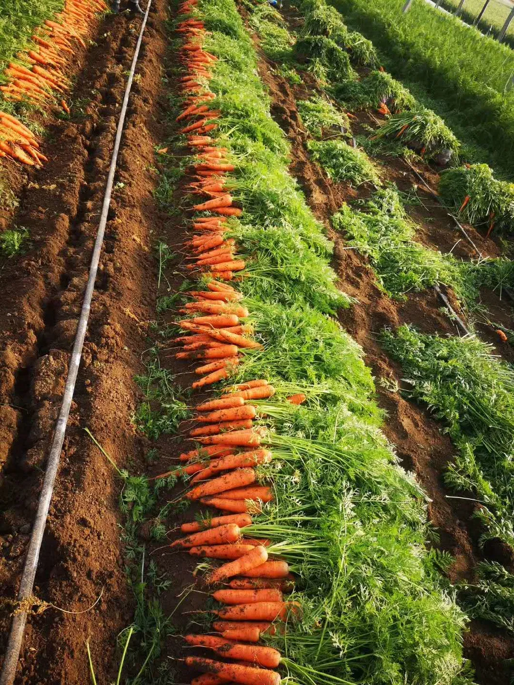 Fresh Carrot to Middle East