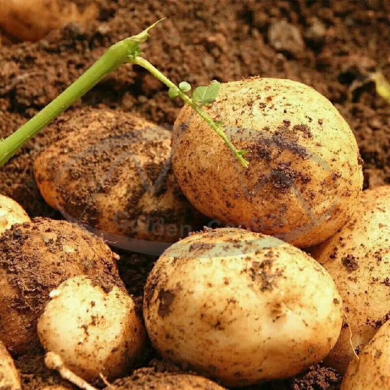 Popular Vegetable Fresh Holland Potato