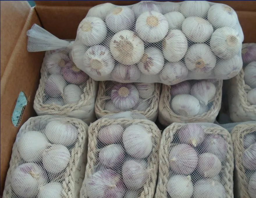 Fresh High Quality Solo Garlic Supplier