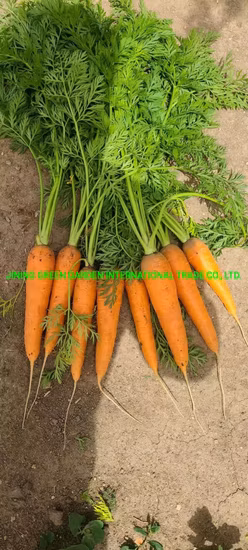 Wholesaler Fresh Carrot in Cheap Carrot Price