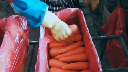 China Carrot with Top Quality