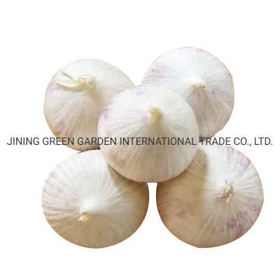 Solo One Single Clove Fresh Garlic New Crop Top Quality Best Price Free Sample