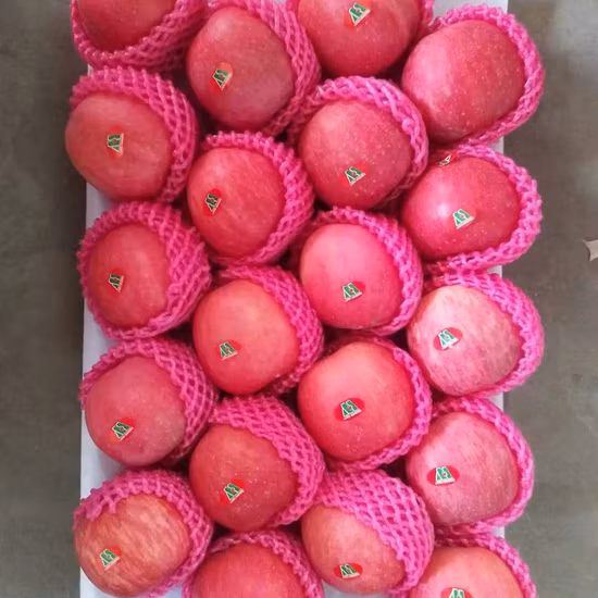 New Crop for Sale Fresh FUJI Apple