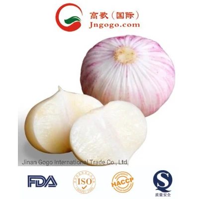 Fresh High Quality Solo Garlic Supplier