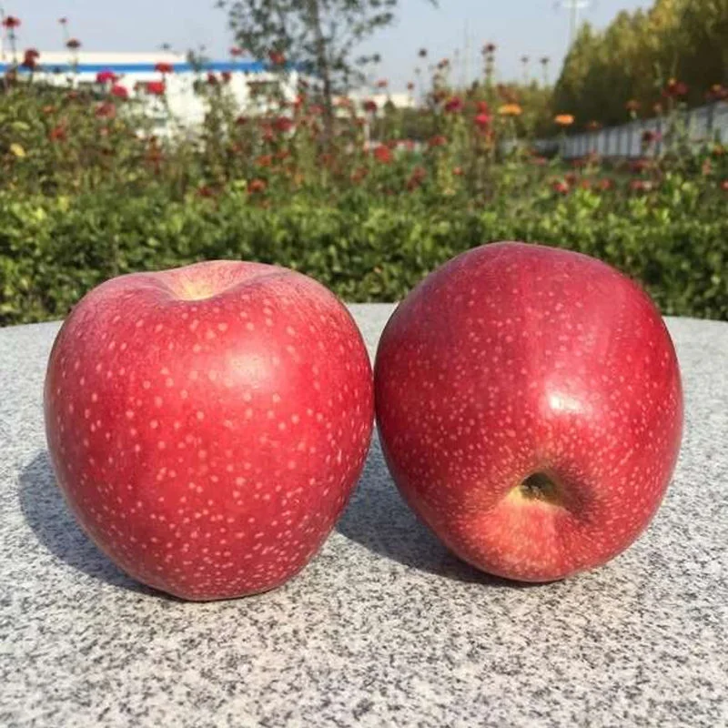 Shanxi Qinguan Apple FUJI Apple High Quality Fresh Apple Gala Apple Factory Price with Certification Hot Sale