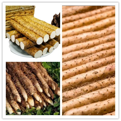 Hot Selling High Quality Chinese Yam Powder Dried Yam Crushed New Crop Good Prices