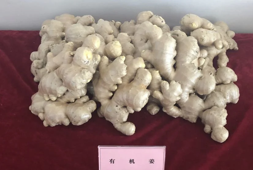 New Crop Chinese Shandong Fresh Yellow Air Dried Dry Garlic Ginger Vegetable