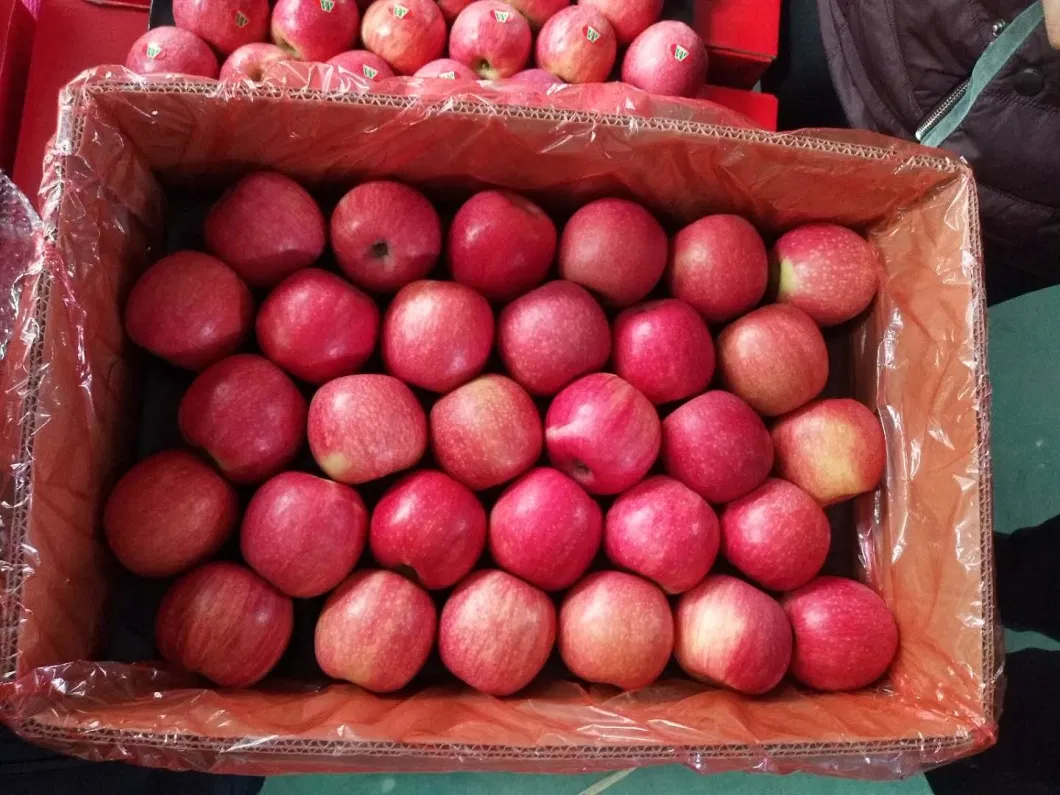 2020 Fresh Fruit Red FUJI Apples From China