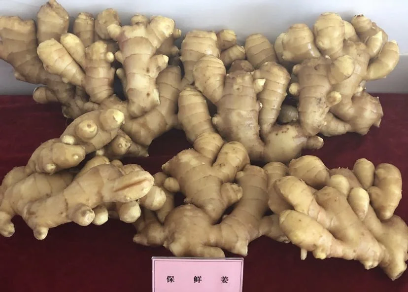 New Crop Chinese Shandong Fresh Yellow Air Dried Dry Garlic Ginger Vegetable