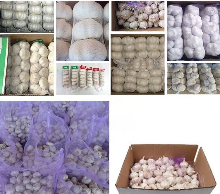China Factory Supply Super White Garlic Purple Garlic 45mm-70mm Ajo Ail