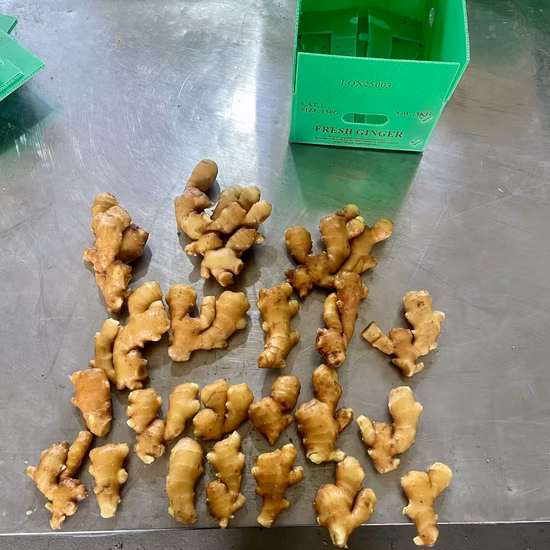 Golden Supplier New Crop Fresh Ginger (200g and up)