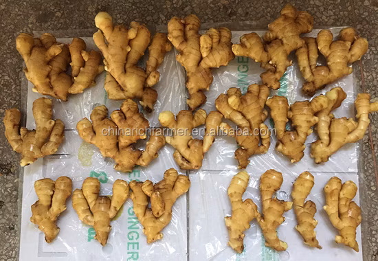 Hot Sale Fresh New Crop Yellow Fresh Ginger