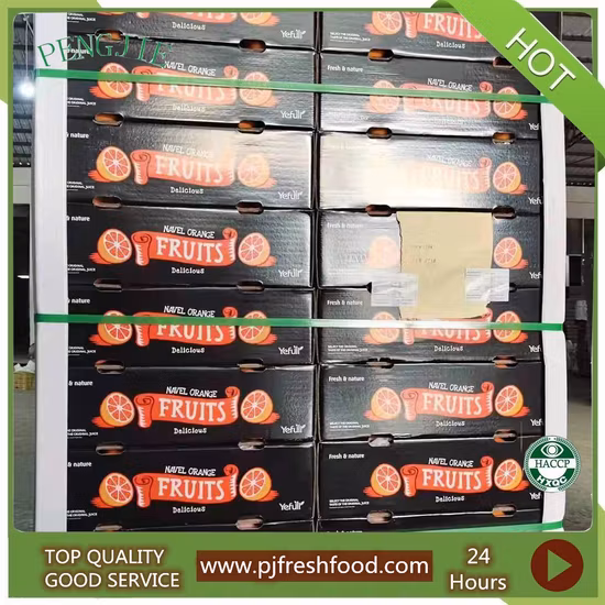 Sweet Taste Fresh Navel Orange Supplier