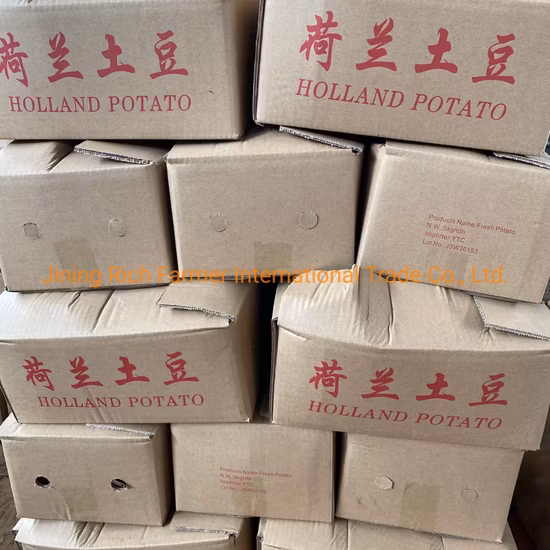 Popular Vegetable Fresh Holland Potato