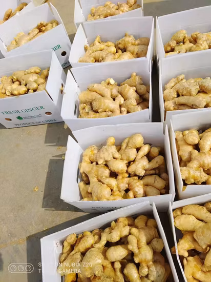 New Crop Chinese Shandong Fresh Yellow Air Dried Dry Garlic Ginger Vegetable