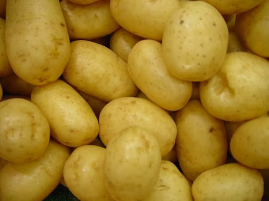 New Crop Good Quality Fresh Holland Potato